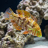 Finspot Wrasse