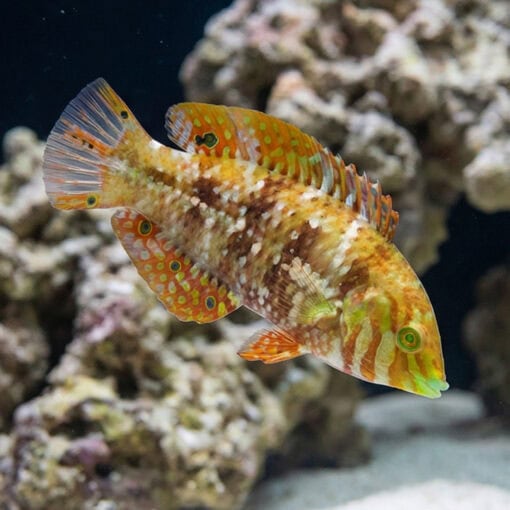 Finspot Wrasse