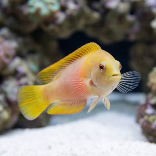 Red Dottyback - Image 2