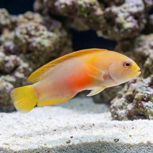 Red Dottyback - Image 3