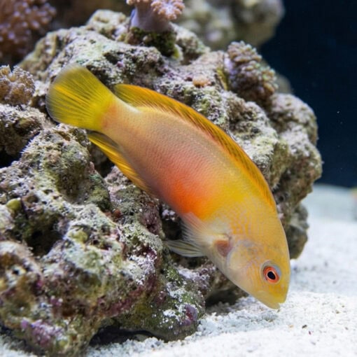 Red Dottyback - Image 5