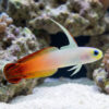 Firefish Goby