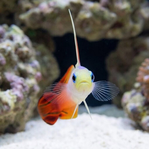 Firefish Goby - Image 2