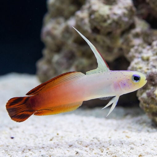 Firefish Goby - Image 3