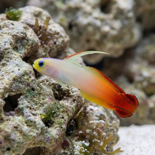 Firefish Goby - Image 4