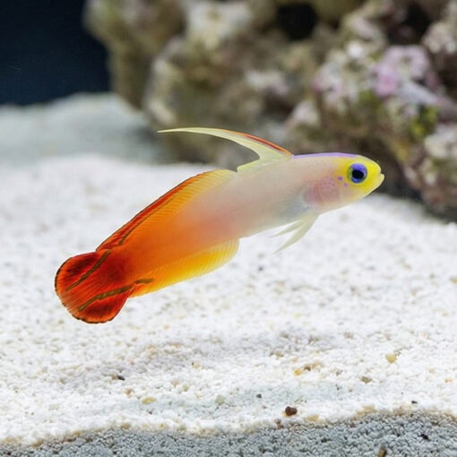 Firefish Goby - Image 5