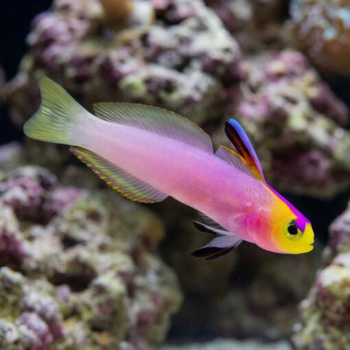 Firefish Helfrichi