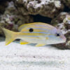 Five-Lined Snapper