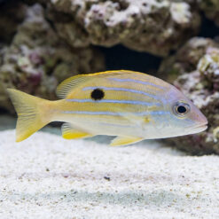 Five-Lined Snapper