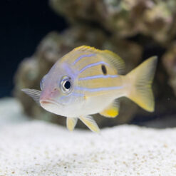 Alternative view of Five-Lined Snapper