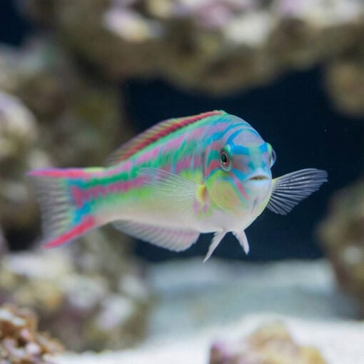 Rainbow Wrasse - Image 2