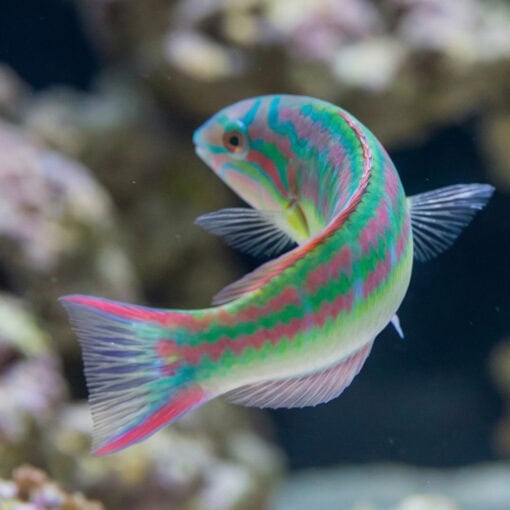 Rainbow Wrasse - Image 4