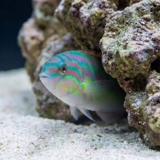 Rainbow Wrasse - Image 5