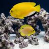 Flagfin Angelfish
