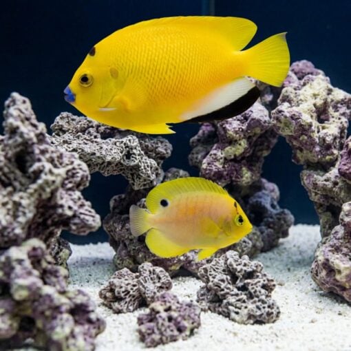 Flagfin Angelfish