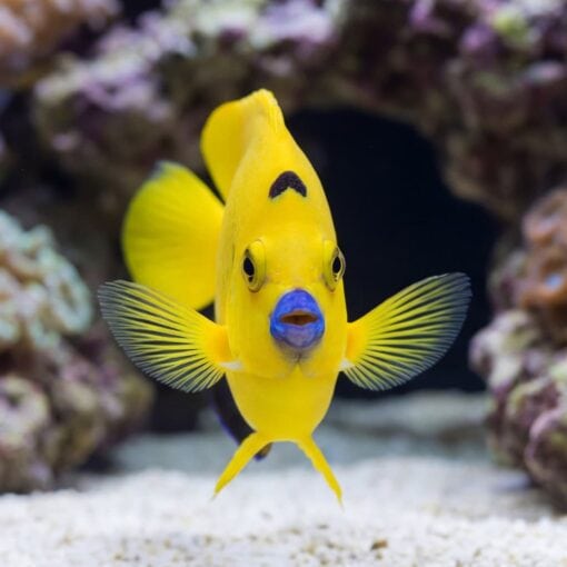 Flagfin Angelfish - Image 2