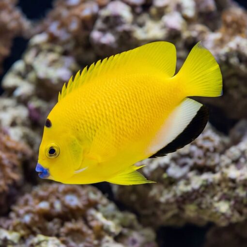 Flagfin Angelfish - Image 5