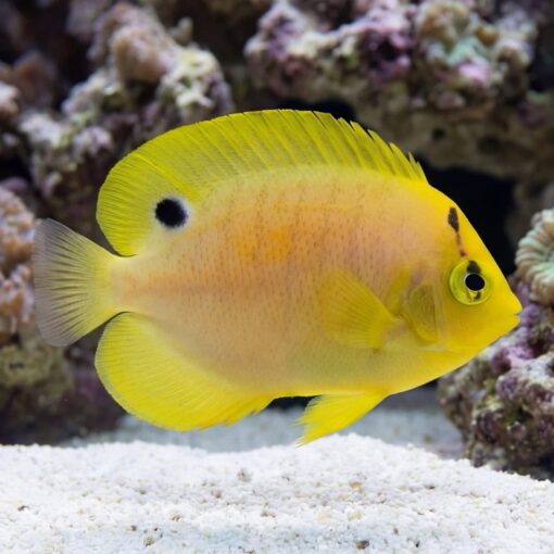 Flagfin Angelfish - Image 3