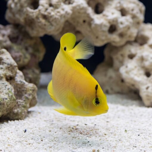 Flagfin Angelfish - Image 4