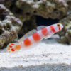 Flagtail Shrimp Goby