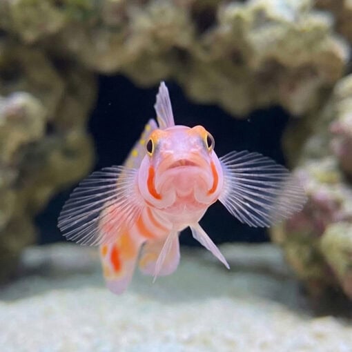 Flagtail Shrimp Goby - Image 2