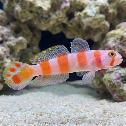 Flagtail Shrimp Goby - Image 3