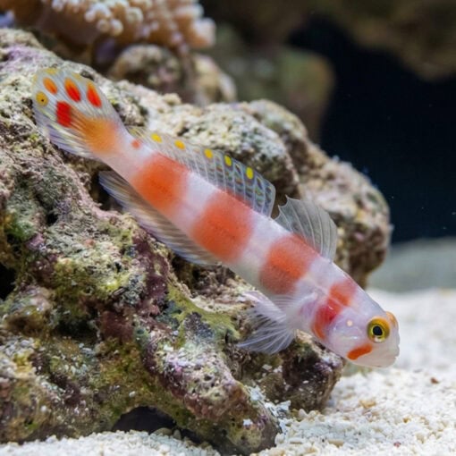 Flagtail Shrimp Goby - Image 4