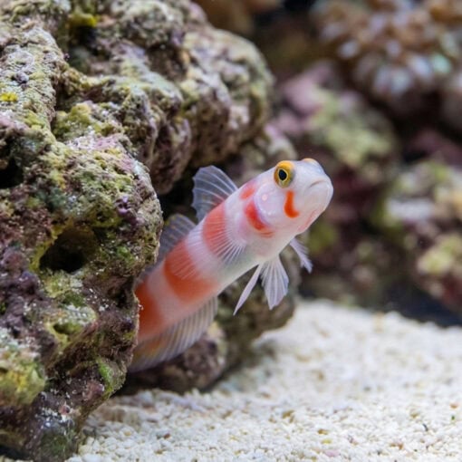 Flagtail Shrimp Goby - Image 5