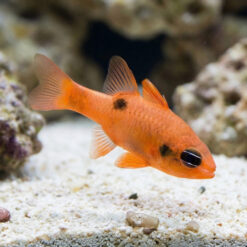 Flame Cardinal
