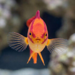 Alternative view of Flame Wrasse