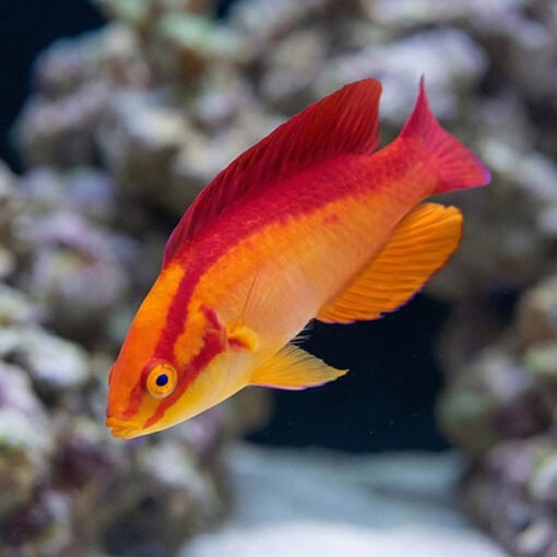 Flame Wrasse - Image 3