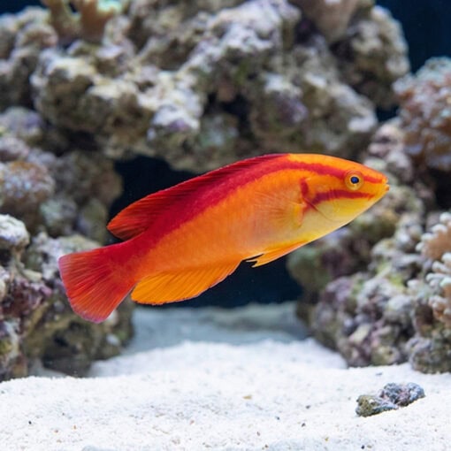 Flame Wrasse - Image 4