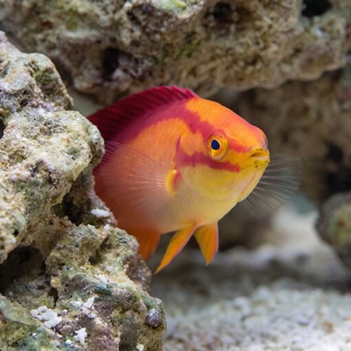 Flame Wrasse - Image 5