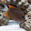 Flame Fin (Tomini) Tang