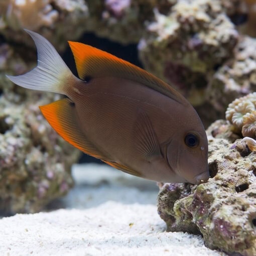 Flame Fin (Tomini) Tang