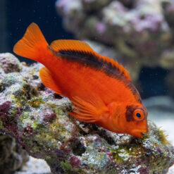 Flame Hawkfish
