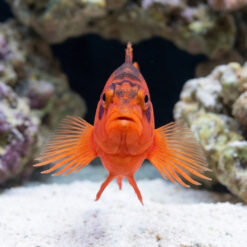 Alternative view of Flame Hawkfish