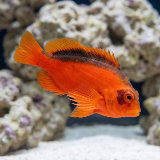 Flame Hawkfish - Image 3