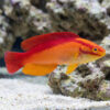 Flame Wrasse