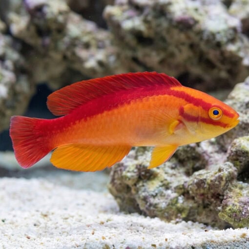 Flame Wrasse