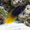 Flametail Blenny