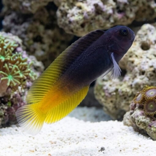 Flametail Blenny