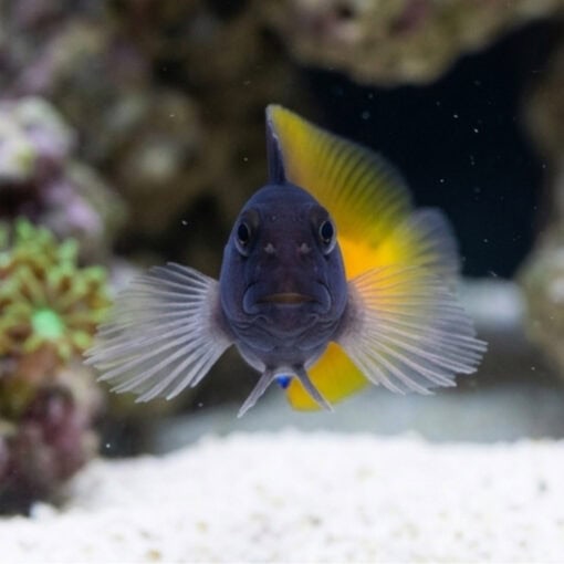 Flametail Blenny - Image 2