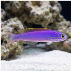 Flashing Tilefish
