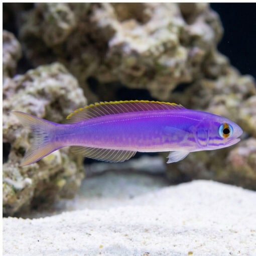 Flashing Tilefish