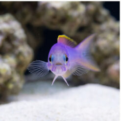 Alternative view of Flashing Tilefish