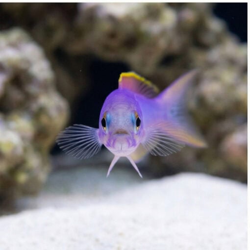 Flashing Tilefish - Image 2