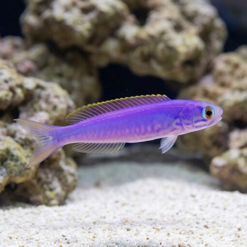Flashing Tilefish - Image 3