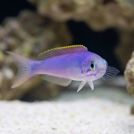 Flashing Tilefish - Image 4