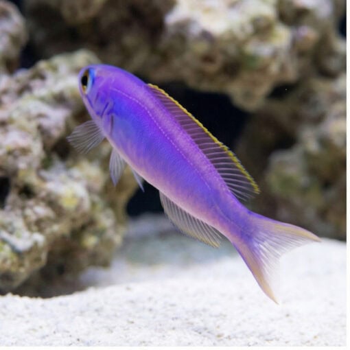 Flashing Tilefish - Image 5
